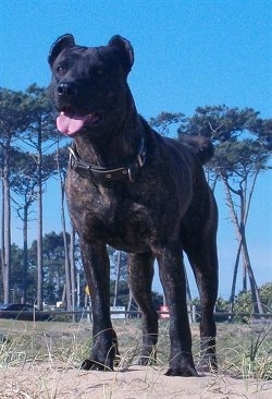 A black brindle Perro Cimarron large breed dog is standing on dirt surrounded by grass and its mouth is open and tongue is out. It's ears are cropped the shape of bat-ears.